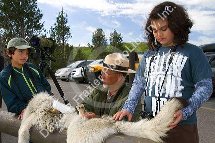 Park ranger showing kids a wolf pelt in Yellowstone National Park, USA.