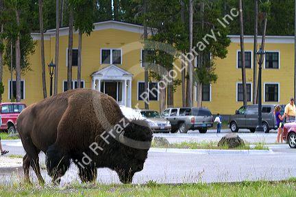 American bison roaming at Lake Village in Yellowstone National Park, Wyoming, USA.