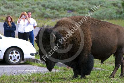 American bison roaming at Lake Village in Yellowstone National Park, Wyoming, USA.