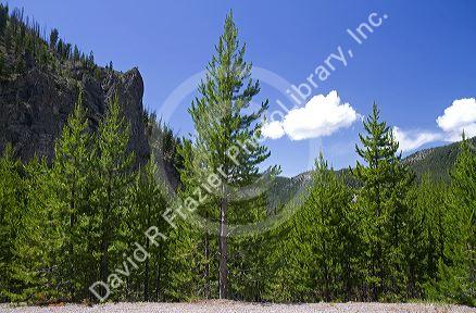 Naturally reseeded lodge pole pines 23 years after the wildfire of 1988 in Yellowstone National Park, Wyoming, USA.