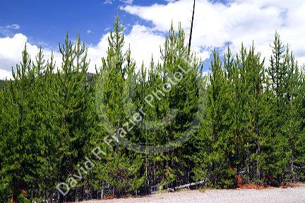 Naturally reseeded lodge pole pines 23 years after the wildfire of 1988 in Yellowstone National Park, Wyoming, USA.