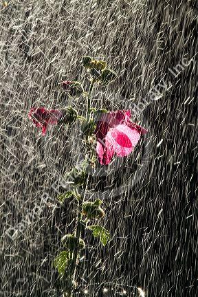 Hollhock flowering plant being watered by a sprinkler in Boise, Idaho, USA.