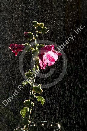 Hollhock flowering plant being watered by a sprinkler in Boise, Idaho, USA.