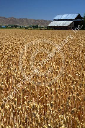 Wheat field near Emmett, Idaho, USA.
