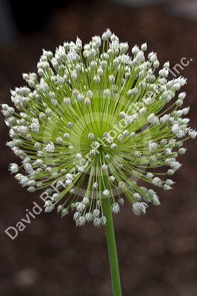The bulbils flower of a garlic plant.