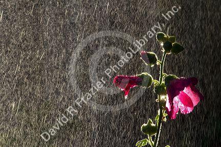 Hollhock flowering plant being watered by a sprinkler in Boise, Idaho, USA.