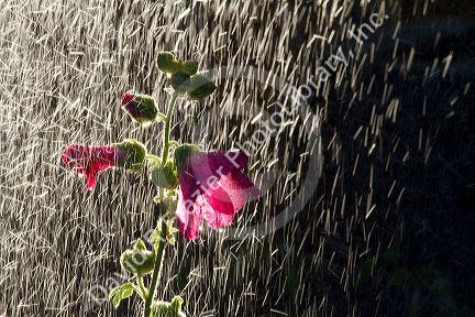 Hollhock flowering plant being watered by a sprinkler in Boise, Idaho, USA.