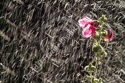 Hollhock flowering plant being watered by a sprinkler in Boise, Idaho, USA.