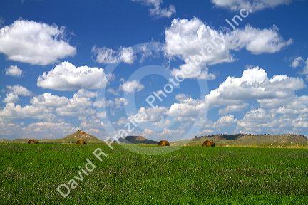 Clover hay field along highway 85 in South Dakota, USA.