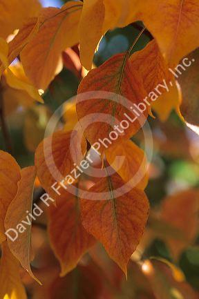 A leaf from a flowering pear tree changing color in fall.