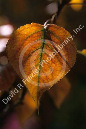 A leaf from a flowering pear tree changing color in fall.