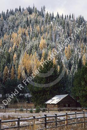 Dusting of snow at Smiths Ferry, Idaho with yellow tamarack trees.