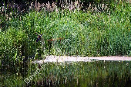 White-tailed deer walking through vegetation along a pond in Minnesota, USA.