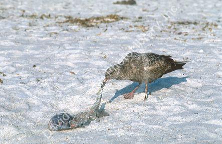 Seagull eating a dead fish on a beach in Florida.