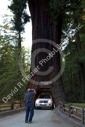 Automobile driving through the Chandelier Tree in Leggett, California, USA.