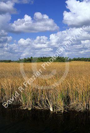 Hammock in the Florida Everglades.