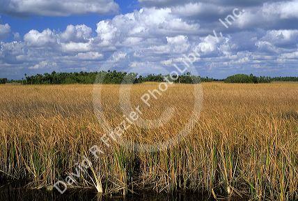 Hammock in the Florida Everglades.