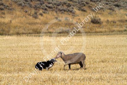 Trailing of the Sheep Dog Trials in Hailey, Idaho, USA.