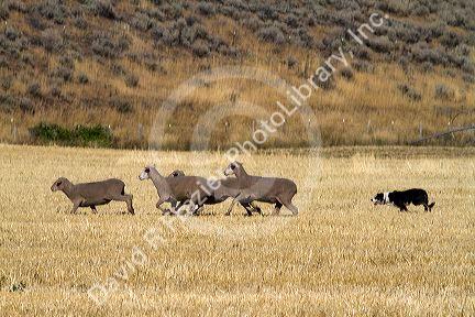 Trailing of the Sheep Dog Trials in Hailey, Idaho, USA.