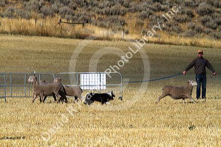 Trailing of the Sheep Dog Trials in Hailey, Idaho, USA.