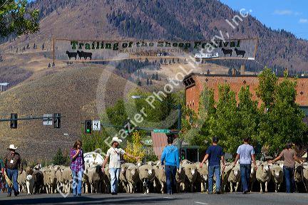 Sheep being moved to their winter pastures in the Trailing of the Sheep Parade on Main Street in Ketchum, Idaho, USA.