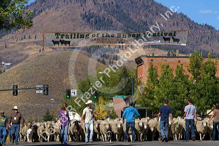 Sheep being moved to their winter pastures in the Trailing of the Sheep Parade on Main Street in Ketchum, Idaho, USA.