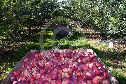 Newly harvested apples in Canyon County, Idaho, USA.