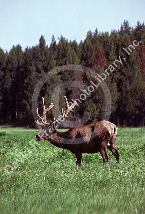 A bull elk grazing in Yellowstone National Park, Wyoming.
