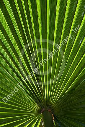 Close up view of a fan palm in Florida, USA.