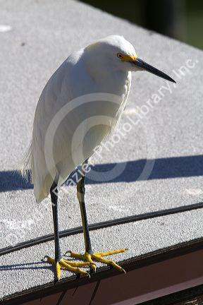 A snowy egret in Tampa, Florida, USA.