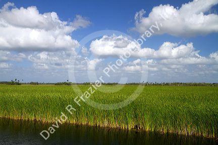 Sawgrass in the Florida everglades.