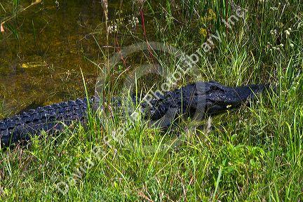 American Alligator in the Florida everglades.