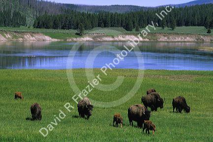 A herd of buffalo graze in Yellowstone National Park, Wyoming.