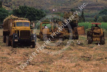 Harvesting a sugar cane field in Kauai, Hawaii.