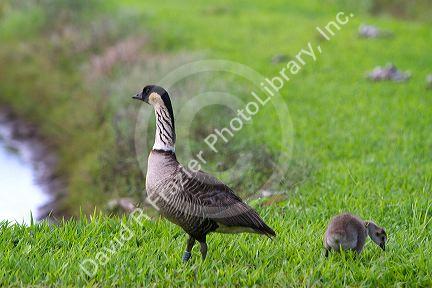 Nene Hawaiian Goose on the island of Kauai, Hawaii, USA.