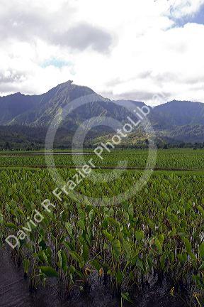Taro crop growing at Hanalei on the island of Kauai, Hawaii, USA.