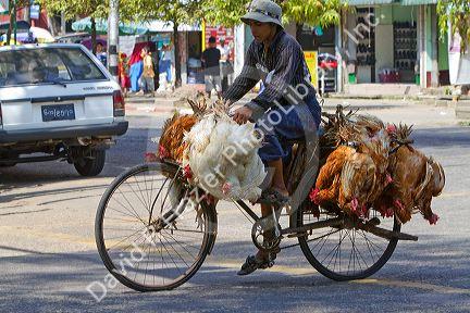 Burmese man riding a bicycle with live chickens in (Rangoon) Yangon, (Burma) Myanmar.