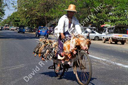 Burmese man riding a bicycle with live chickens in (Rangoon) Yangon, (Burma) Myanmar.