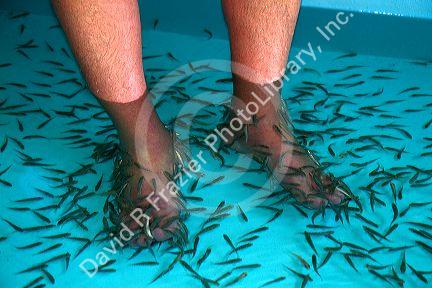 Foot pedicure given by doctor fish on the island of Ko Samui, Thailand.
