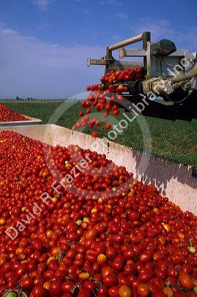 Tomato harvest near Sacramento, California.