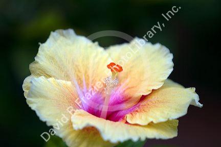 Hibiscus flower at Chaweng beach on the island of Ko Samui, Thailand.