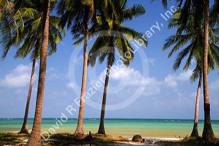 Beach with palm trees and the Gulf of Thailand on the island of Ko Samui, Thailand.