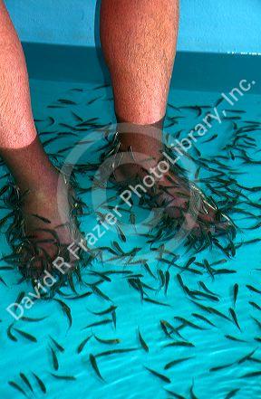 Foot pedicure given by doctor fish on the island of Ko Samui, Thailand.