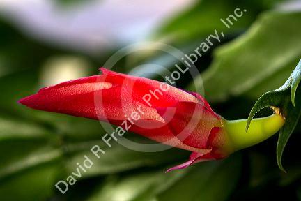 Christmas cactus in bloom.