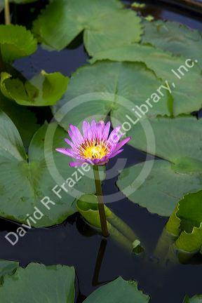 Water lilies a the Temple of the Emerald Buddha located within the precincts of the Grand Palace, Bangkok, Thailand.