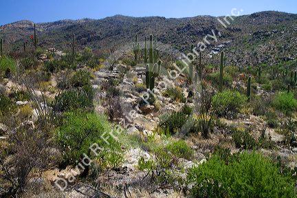 Saguaro cactus in Saguaro National Park located in southern Arizona, USA.