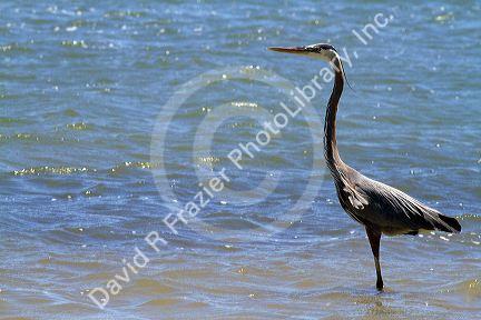 Great Blue Heron at Corpus Christi, Texas, USA.