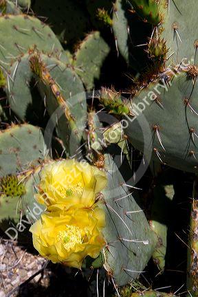 Prickly pear cactus in the Saguaro National Park in southern Arizona, USA.