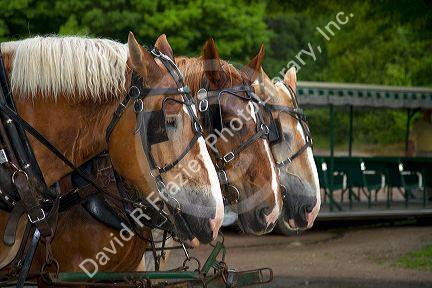 Draft horses on Mackinac Island located in Lake Huron, Michigan, USA.