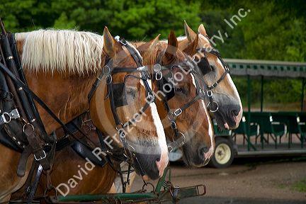 Draft horses on Mackinac Island located in Lake Huron, Michigan, USA.